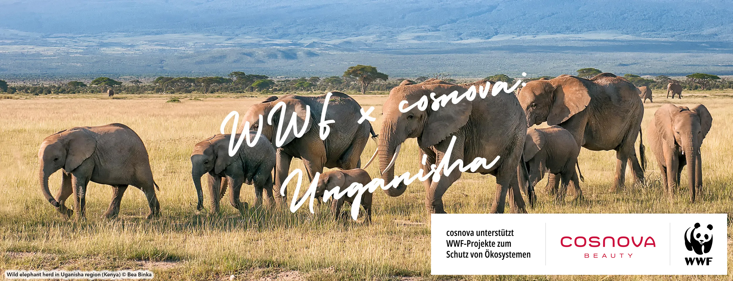 Wild elephant herd in Uganisha region (Kenya) © Bea Binka